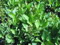 Bogbean, Marsh Trefoil, Marsh Clover, Buckbean / Menyanthes trifoliata